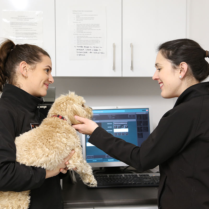Animal Services at Victoria Park Veterinary Clinic